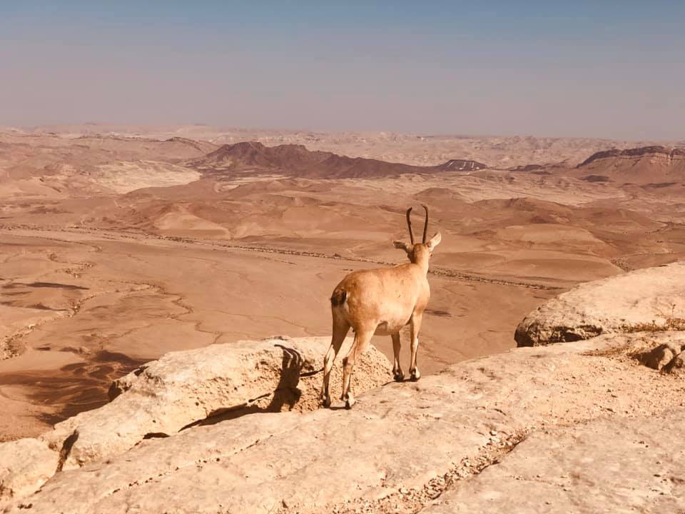 מצפה רמון מטח פרסאידים