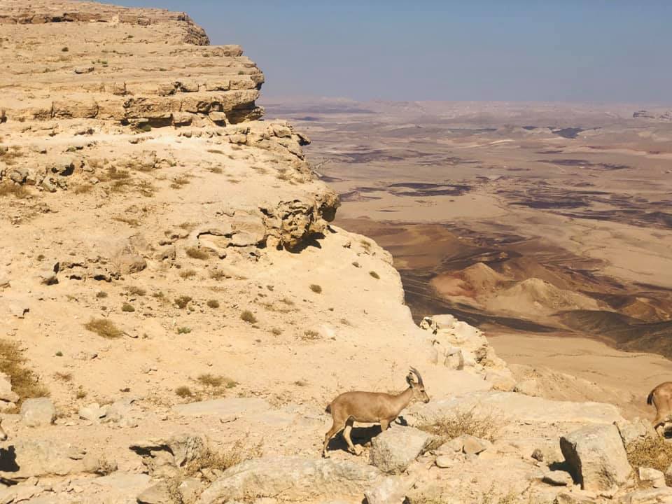 מצפה רמון מטר כוכבים