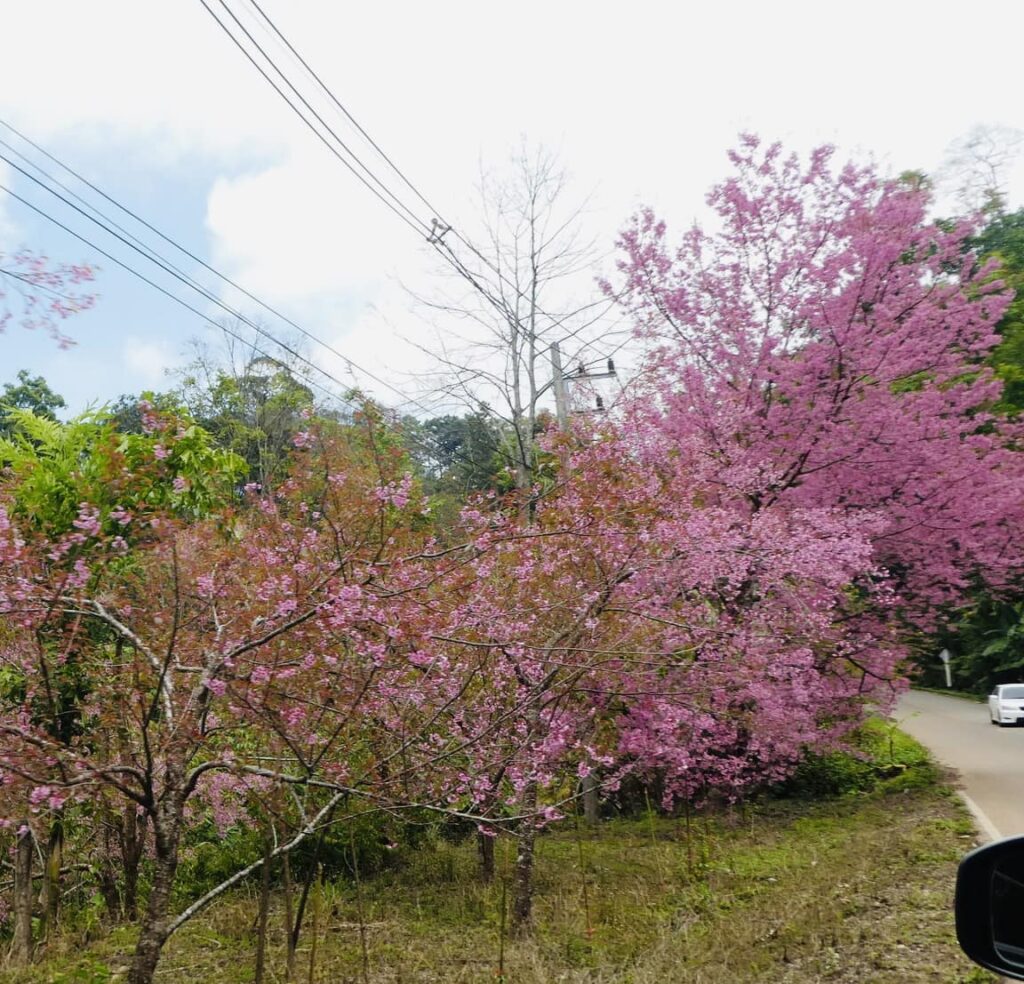 צ'אנג מאי צפון תאילנד